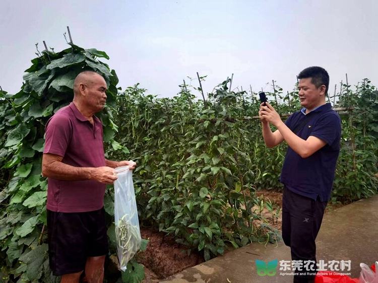 道滘扎实推进节前农产品抽检工作