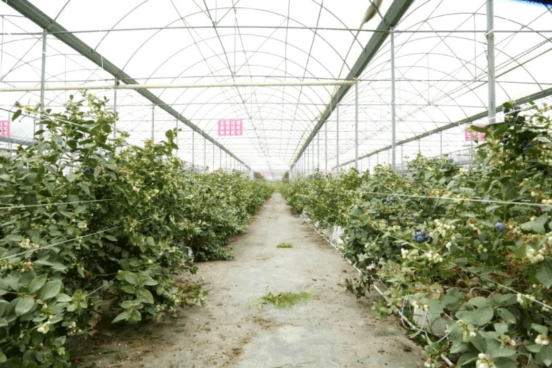 麻涌蓝莓采摘季开启，邀您共赴“莓”好生活！