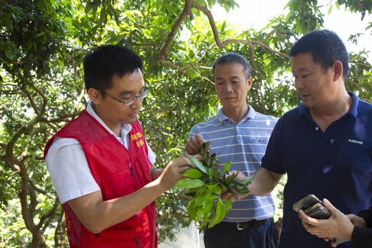 “农友圈”为大朗果农破解技术难题