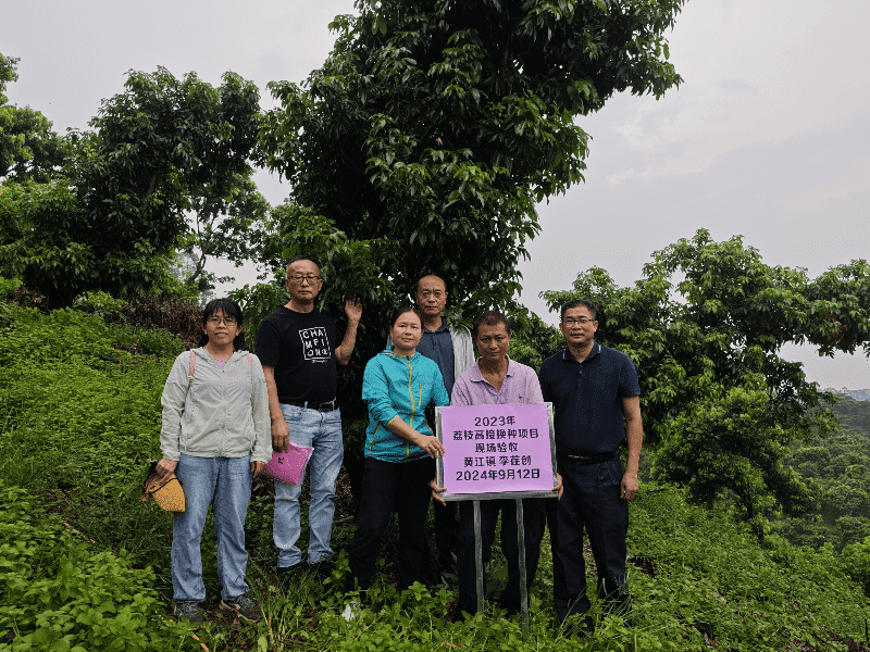 黄江荔枝高接换种推广应用项目完美收官