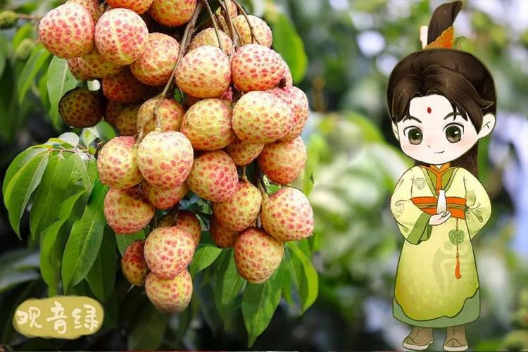 2024“观音绿”荔枝采摘游！樟木头精品乡村旅游线路推荐