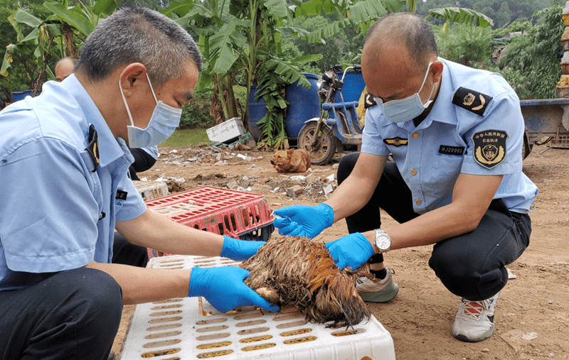 黄江启动春季动物防疫免疫抗体水平监测工作