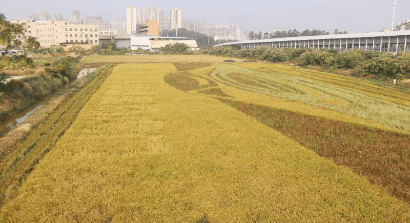《虎门晚稻开镰，田间奏响丰收乐章》