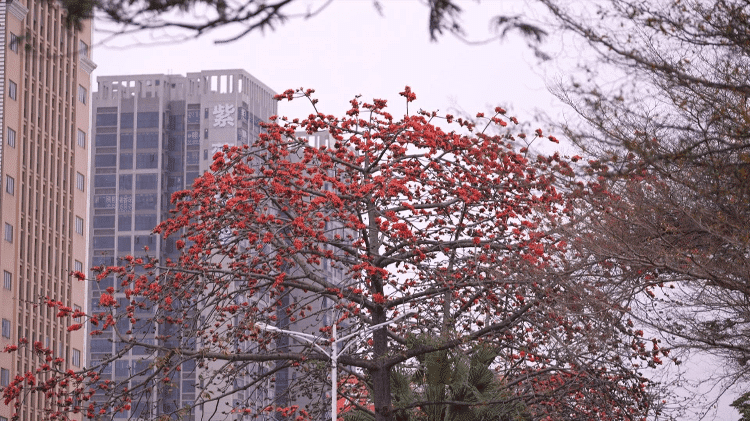 《木棉似火映春俏，不负花期竞芳菲》