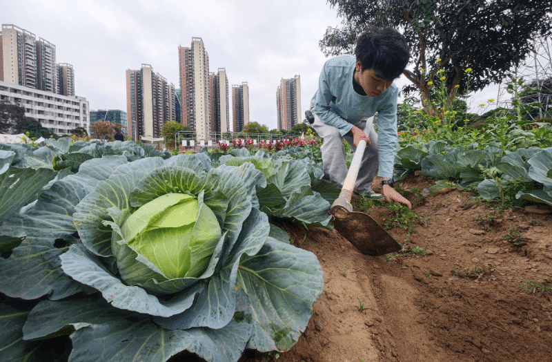 摘莓拔菜趣味多，东莞返程客畅享都市农夫体验