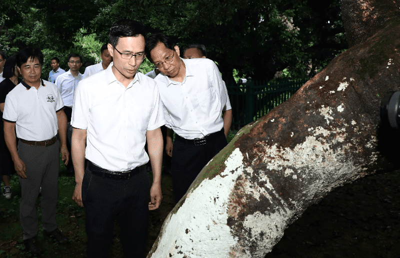 梁杰钊赴樟木头调研荔枝产业高质量发展情况