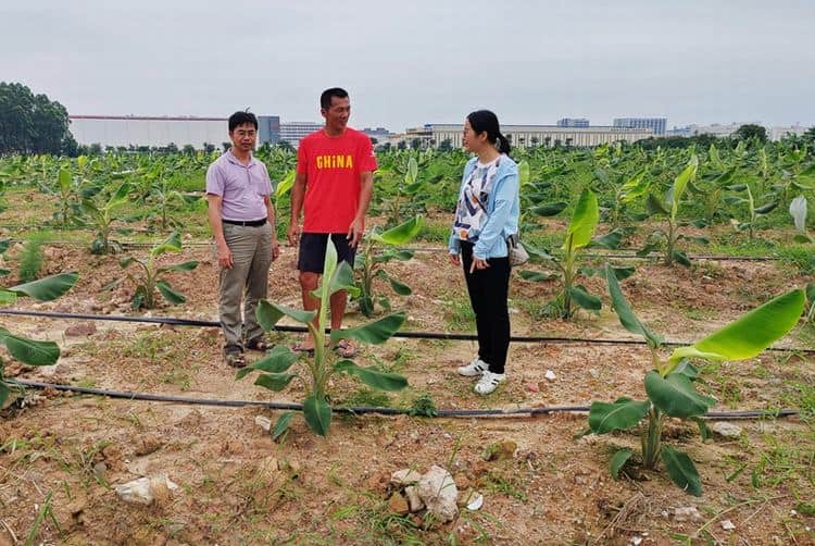 农业科技特派员上门送技，绿色科技为“麻涌香蕉”提质增效添动力