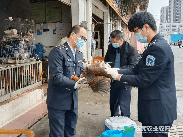 石碣启动农贸市场家禽专项流调监测采样工作