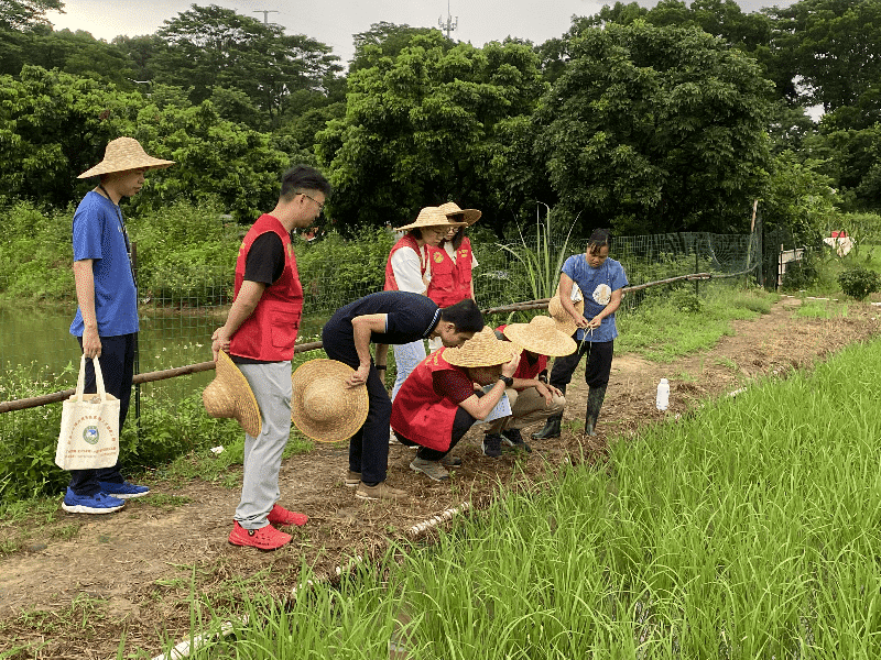 长安农技“轻骑兵”出击，助力水稻丰收在望
