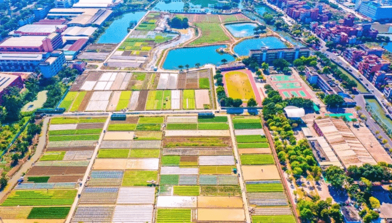 高埗横滘头村秋鹭湿地公园：道路品质化打造特色长廊，基础设施再升级美化