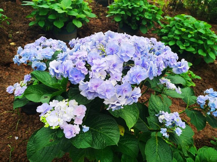 邂逅香遇百花园，“绣”就花样芳华