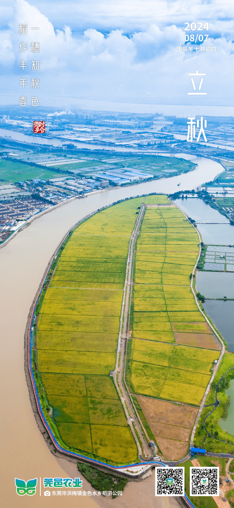 立秋至，一穗知秋稻飨丰年香