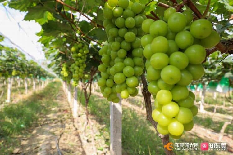 葡萄熟啦，一键开启夏日甜蜜之旅！