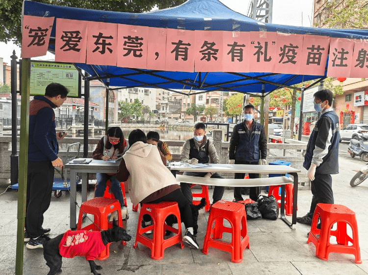 厚街“宠”粉！有条有“礼”开展犬猫狂犬疫苗注射便民服务