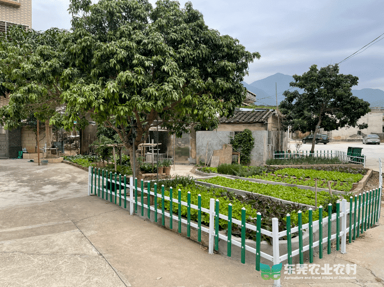 清溪铁场村：“绿美+”模式掀起乡村绿化行动热潮