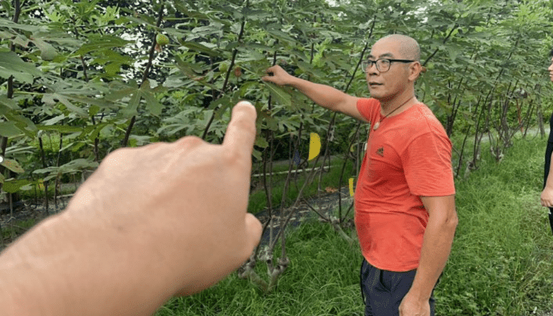 保险护航农险户，东莞承保机构急响应开绿通共克时艰