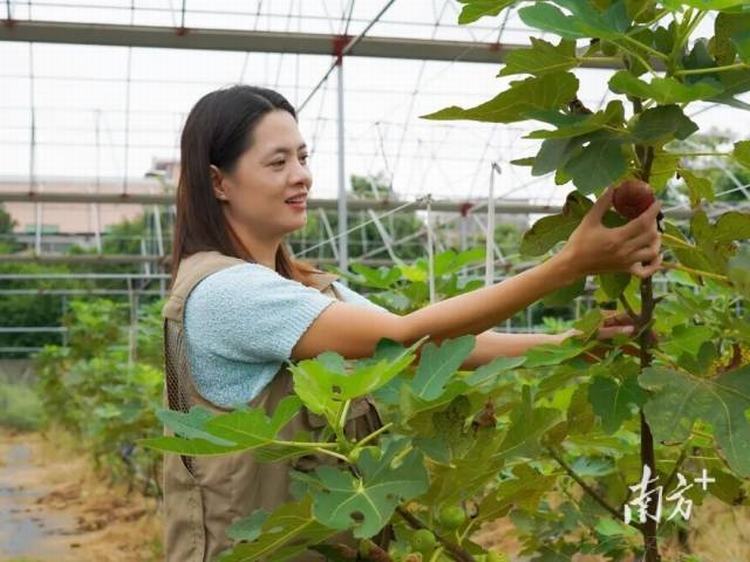 望牛墩“甜蜜攻势”：一口软糯无花果等你尝