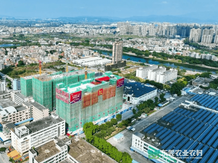 石龙借“百千万工程”东风，全力绘就和美乡村新画卷