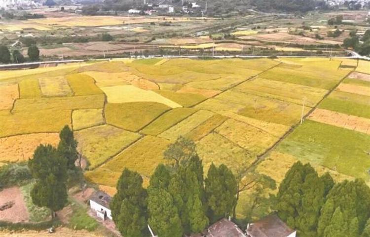 石排驻韶关黄圃镇帮扶工作队：科技赋能，奏响兴农新乐章
