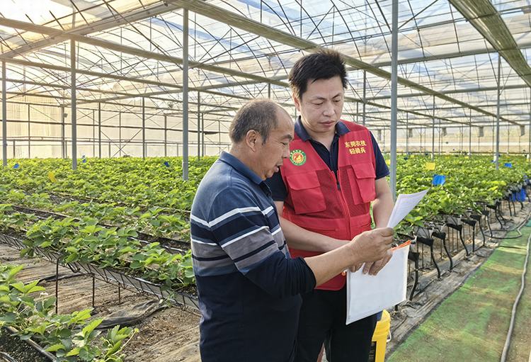 东坑以“点线面”融合模式筑牢草莓质量安全防线