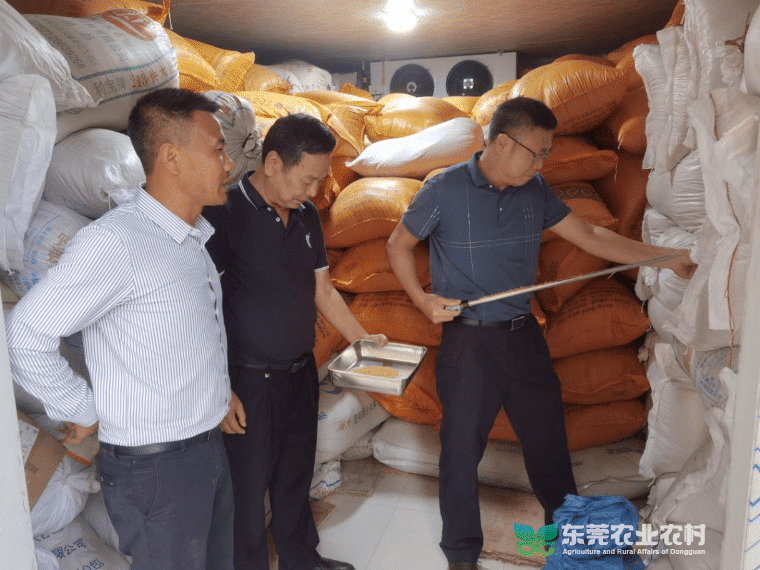 我市启动市级粮食应急储备种子质量监督抽查工作