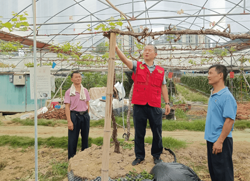 市农科中心“轻骑兵”田间“急诊”，破解葡萄生产难题