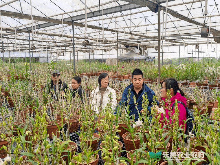 市农科中心携手省花卉岗位专家团队为东莞花卉产业提供科技服务