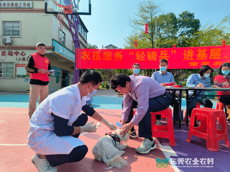 常平启动2024年春季动物集中免疫行动