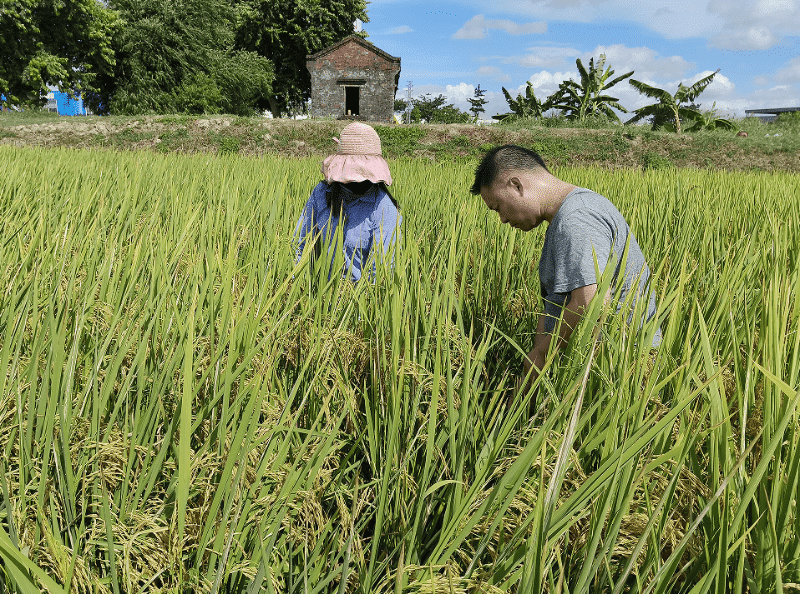 洪梅多措并举扎实开展水稻生产监测工作