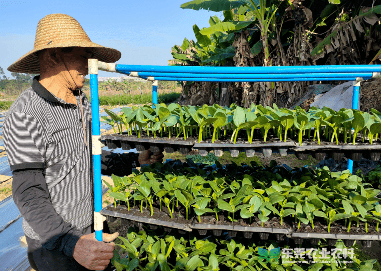 优质瓜苗直配到田，全力助力春耕生产
