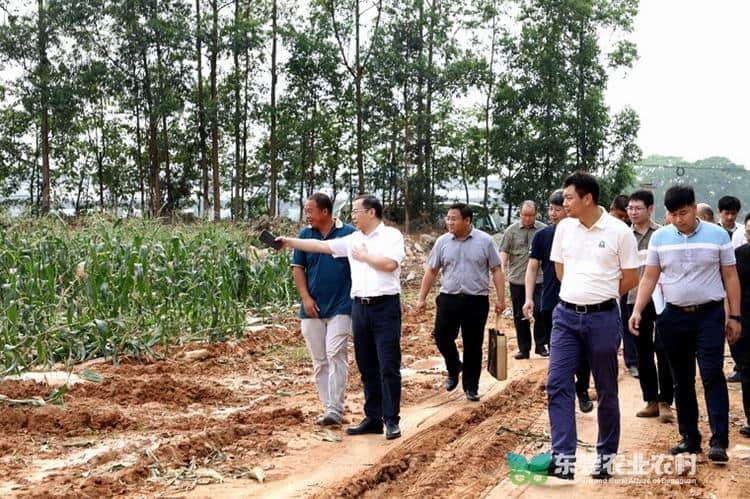 道滘加快推进耕地保护集聚区建设步伐