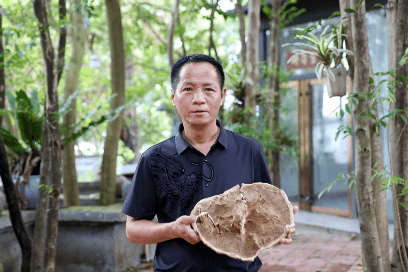 《东莞兴农人②：汤锦华百亩莞香林里传承莞香文化》