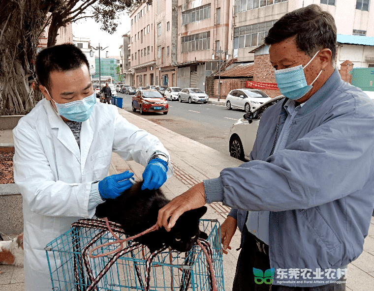 道滘全方位推进动物春季防疫工作