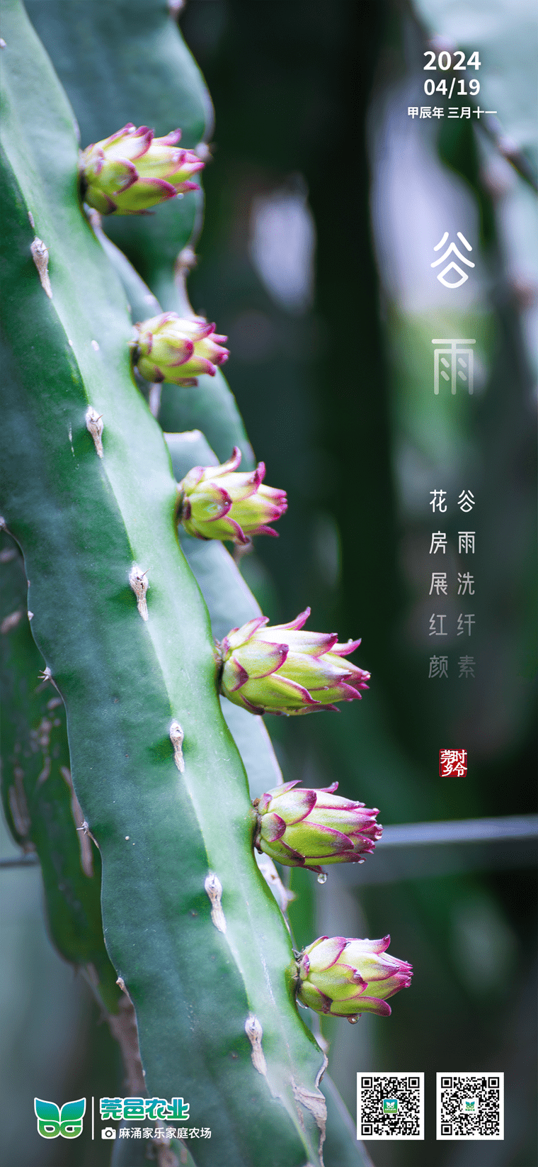 谷雨润素景，花房绽红颜