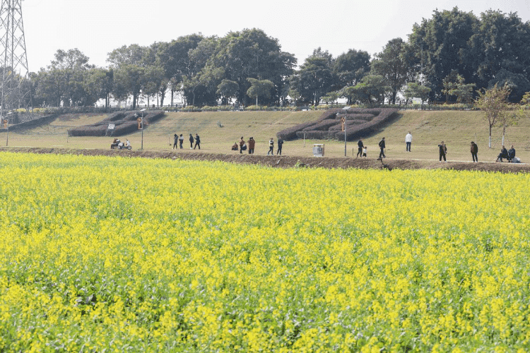 200 亩花海迎春盛绽，茶山开启“花样”新春
