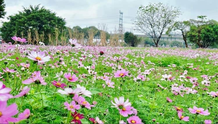 绝美！水乡藏着个格桑花海赏花宝藏地