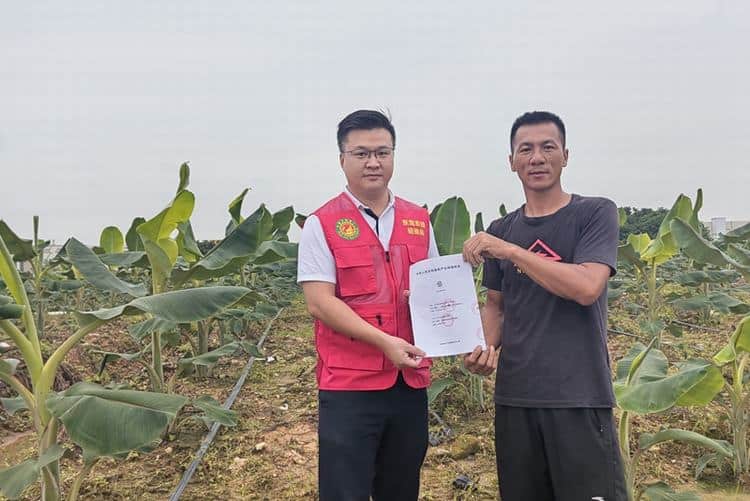 伟冠香蕉园获麻涌香蕉农产品地理标志使用许可