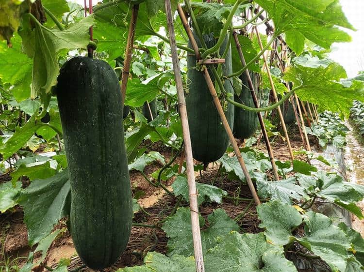 晴雨无常道滘瓜农精细管田，全力护航冬瓜上市