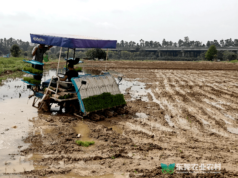 雨水充沛正当时，田间插秧好时机