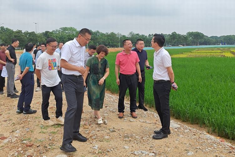 南城农林水务局实地调研白马将军洲农业园项目