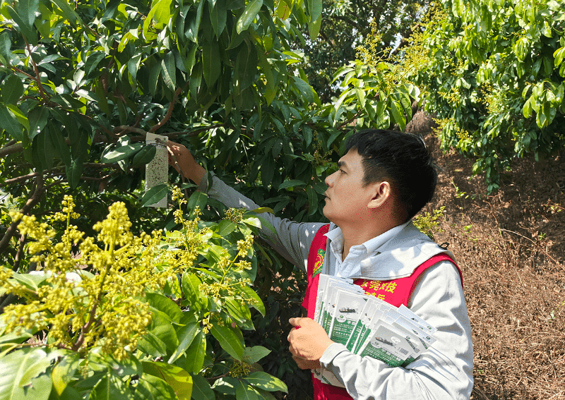 平腹小蜂——绿色防控荔枝蝽的得力“助手”