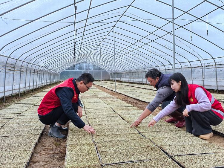 石碣：抢抓春耕好时节，田间指导水稻育秧工作