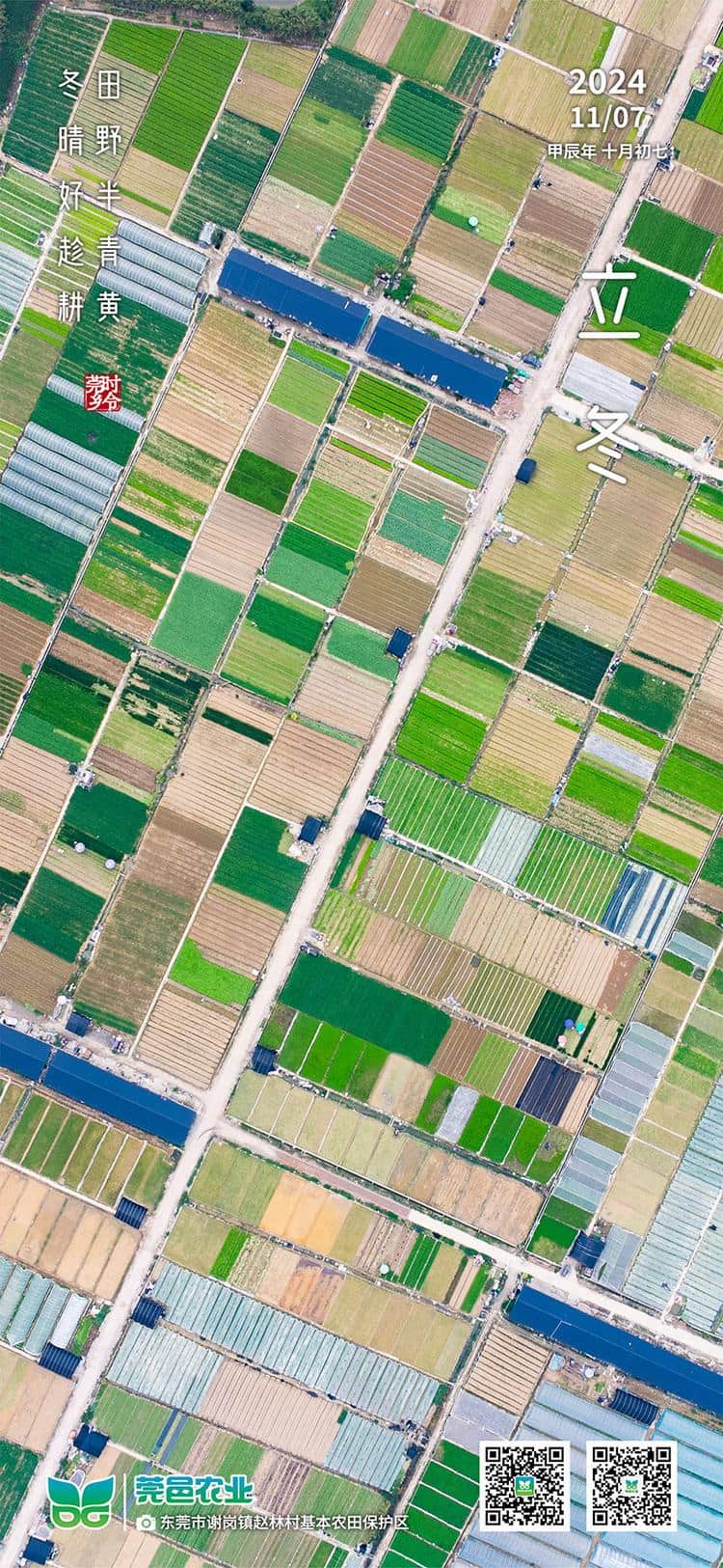 立冬：半青黄野趁晴耕