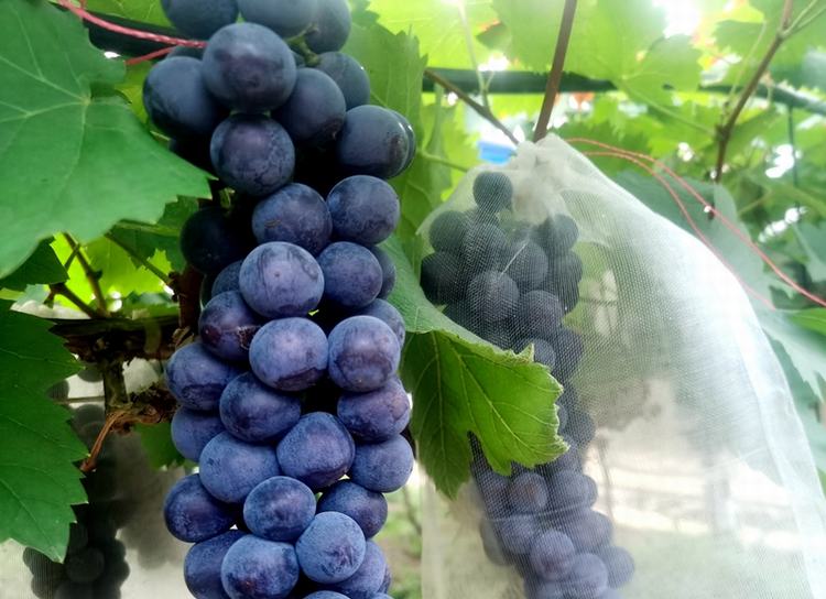 本地夏黑葡萄正处绝佳赏味时！