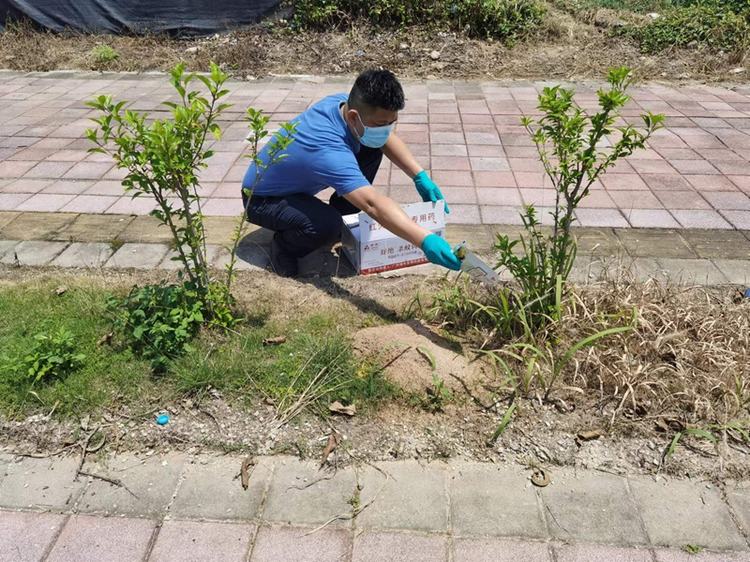 寮步开展红火蚁防控，守护绿美建设硕果
