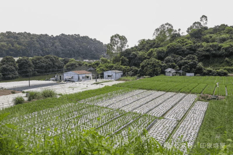 塘厦镇主要领导巡田，全力筑牢良田沃土“守护墙”