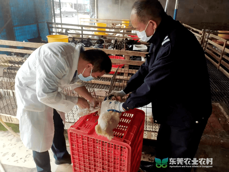 道滘启动家禽抗体监测采样工作