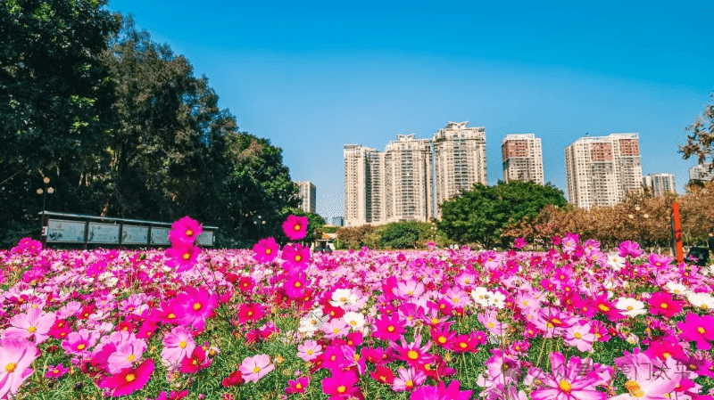美若屏保！虎门「粉紫花海」人少景佳，速赴！