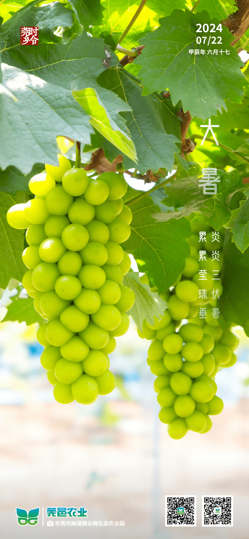 大暑至：三伏炎暑盛，莹珠累累垂