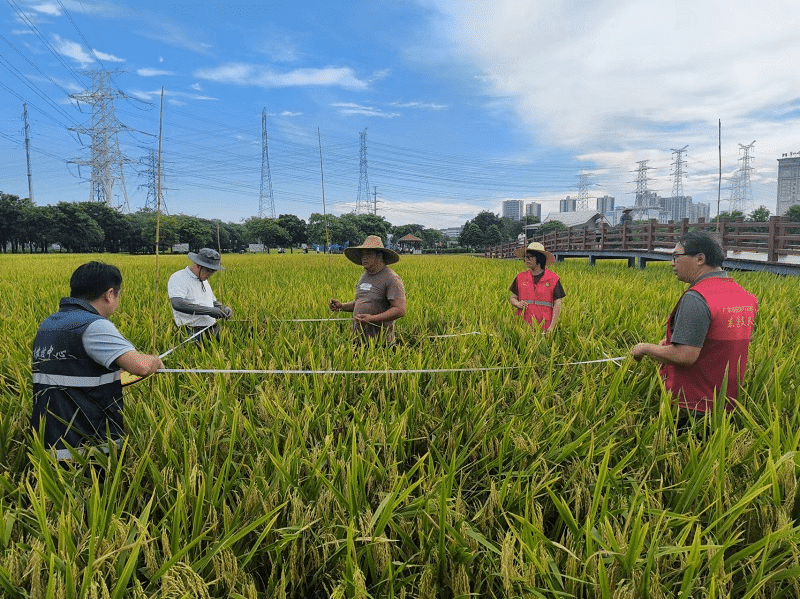 石碣启动粮食高产示范区测产作业